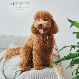a dog on a couch